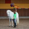 Flatterball 7P-Edition – Bild 5