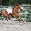 7P-Reitpad Classic hell by Bernd Hackl – Bild 3