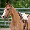 7P-Reitpad Classic hell by Bernd Hackl – Bild 2