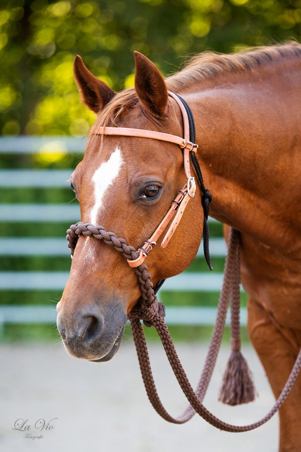 Kopfstück Loping Hackamore einseitig verstellbar helles Leder