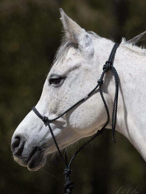 Knotenhalfter von Weaver (black-silver) - Standardgröße / Medium Stiff