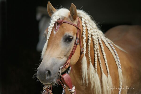 7P-Cowboy Bridle Set  / Kopfstück (Avarage) beidseitig verstellbar, dunkles Leder + Gebiss 12,5 cm + Kinnriemen – Bild 6