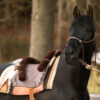 7P-Reitpad Superior dunkel by Bernd Hackl – Bild 2